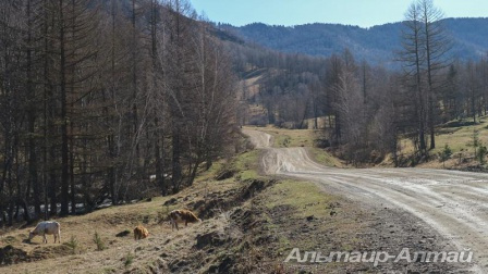 pervomai 36