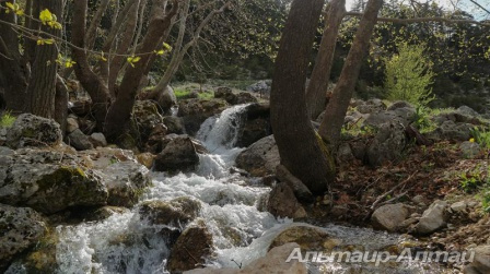 likiya 53