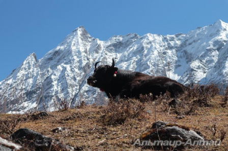 nepal 39