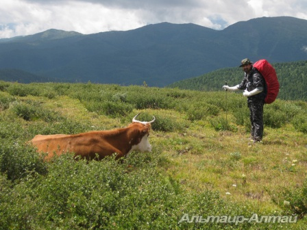 altyn 20