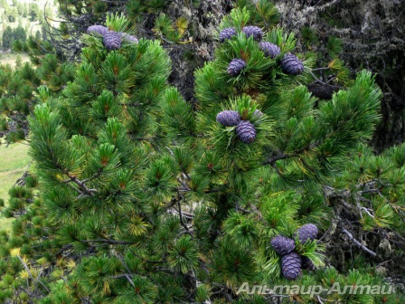 altyn 28
