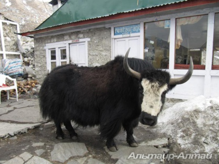 nepal 12