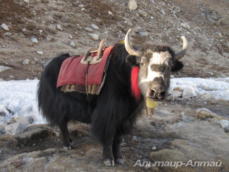 nepal 25