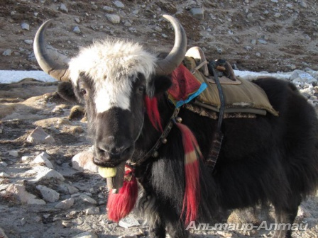 nepal 26