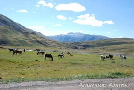 ukok 2012 6