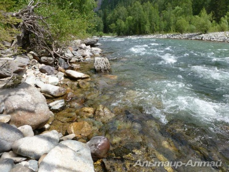 altai2013 0