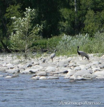altai2013 19