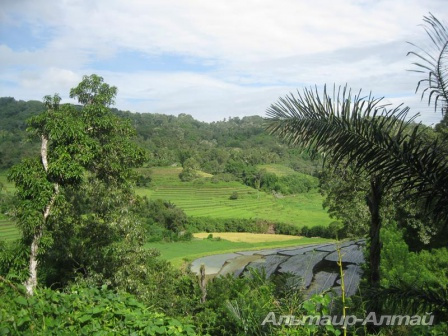 bali 19