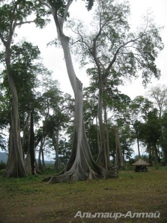 bali 11